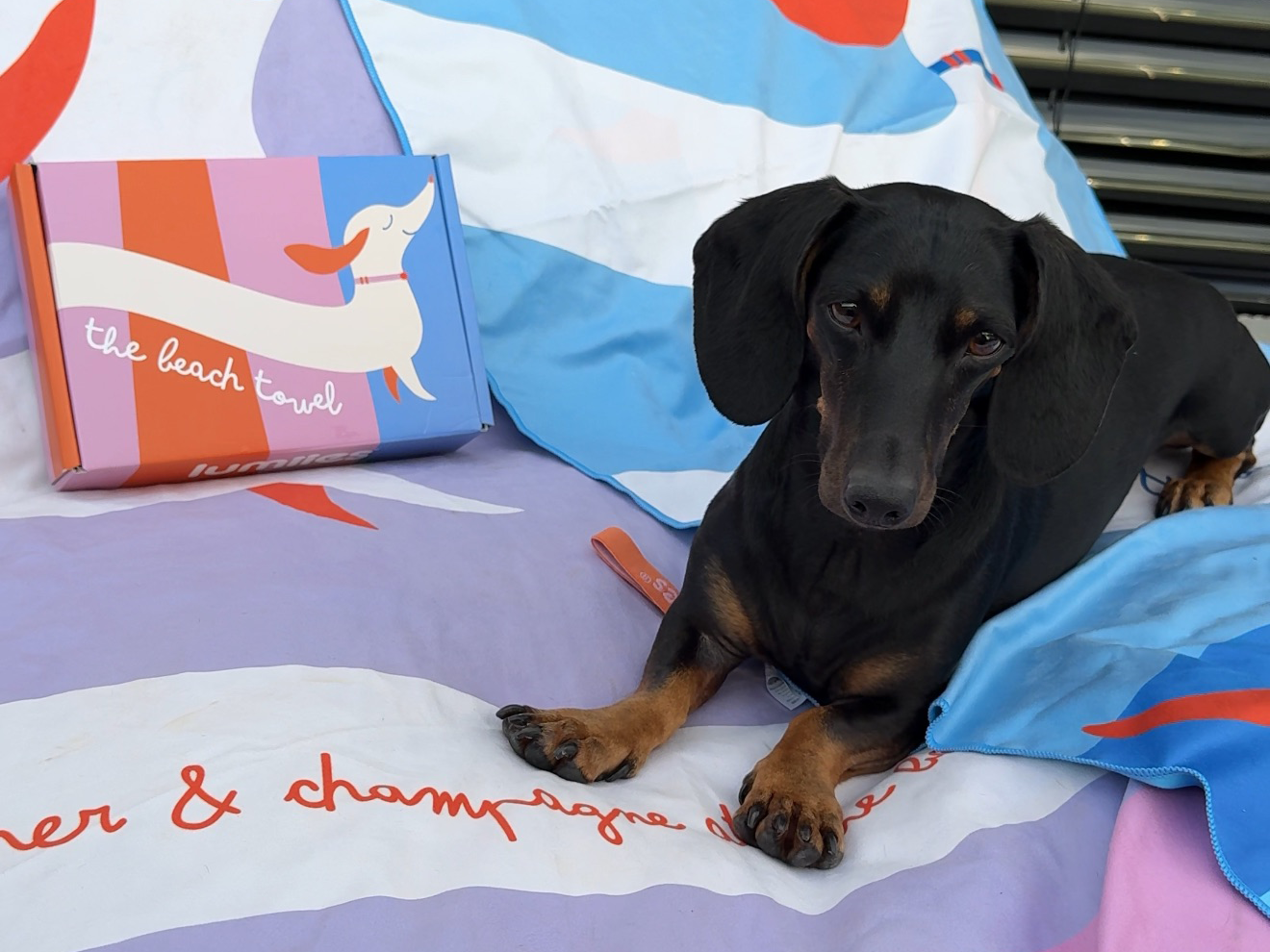 Geschenkidee für Dackel- und Pudelbesitzer: Das Quick Dry Towel mit Dackel- und Pudelmotiv