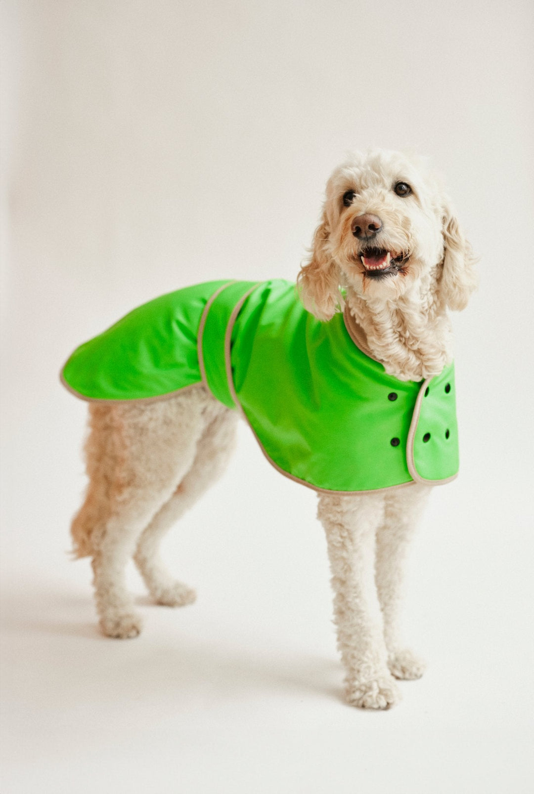 Dog clothing in autumn: Safe and visible through rain and darkness with lumiies®