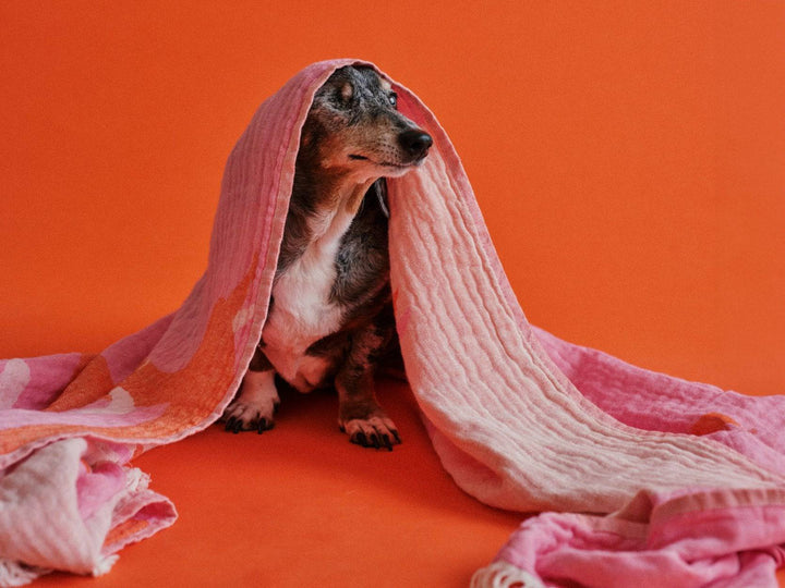 Alter Hund ruht warm und geschützt – lumiies® Ratgeber zu Hundemantel, Kälte, Regen und Wärme für alte Hunde