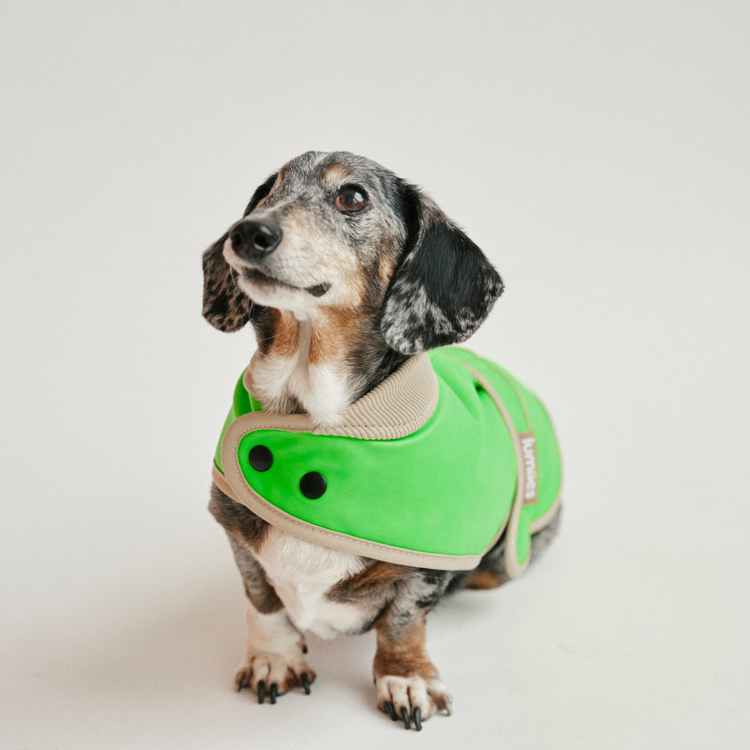 Neon Raincoat for Dachshunds