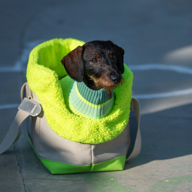 THE CANVAS BAG (Hundetragetasche für kleine Hunderassen)