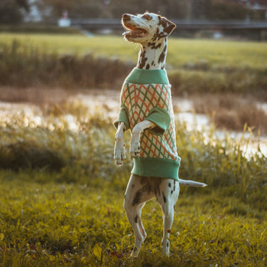 THE CROPPED COTTON JUMPER (Hundepullover)