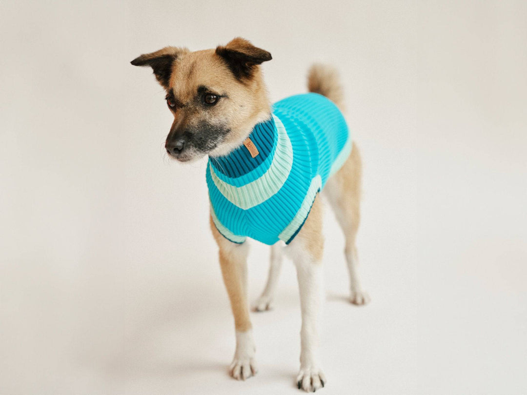 Hundepullover hellblau für kleine Hunde – von lumiies®