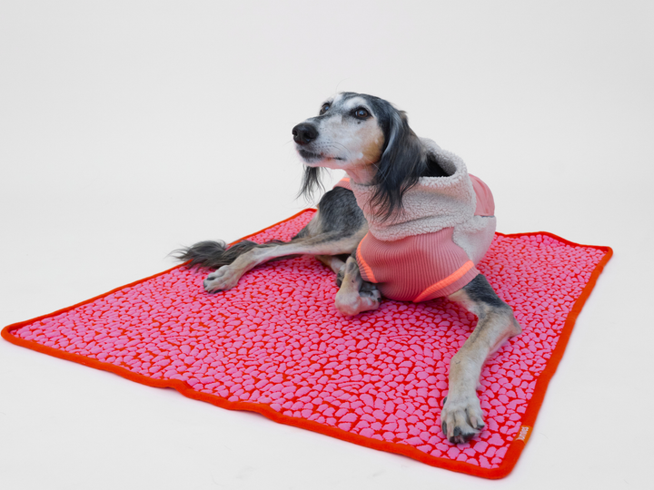 Saluki liegt auf der Hundedecke THE STUDIO BLANKET in Pink, 100 x 80 cm, von lumiies