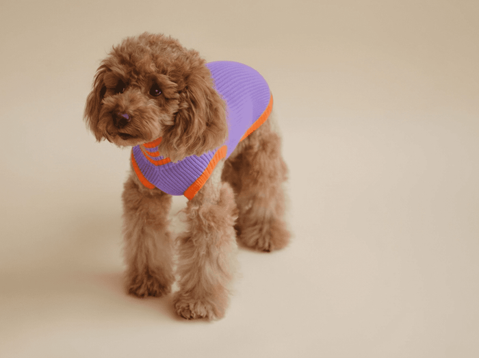 Hund trägt den lumiies Glow Jumper 2.0 in Poppy Lavender – Neon-Hundepullover in Lila und Neon-Orange