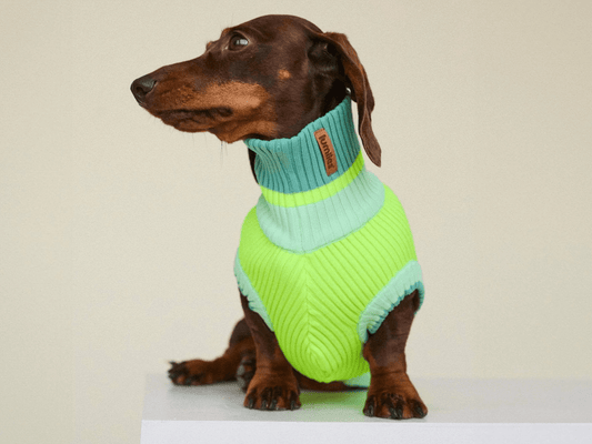 Dackel trägt Glow Jumper 2.0 Hundepullover in Neon Gelb