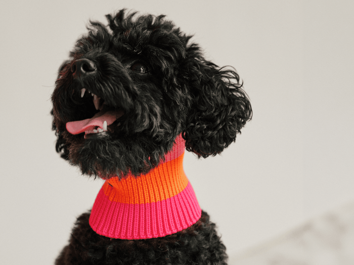Glow Loop 2.0 Neon Orange Hundeschal – sichtbar & wärmend für Pudel, Dackel und Windhunde