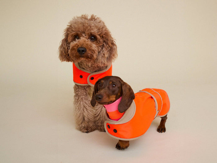 lumiies® Glow Raincoat Mini Fit in Neonorange – wasserdichter Hundemantel für Dackel, Welpen und kleine Hunderassen