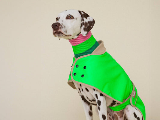 Neongrüner Hunderegenmantel für Windhunde, Dalmatiner und aktive Hunderassen – Glow Raincoat regular-fit von lumiies®