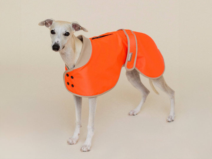 Glow Raincoat Regular Fit – gefütterter, wasserdichter Hundemantel in Neonorange mit hoher Sichtbarkeit für viele Körperformen