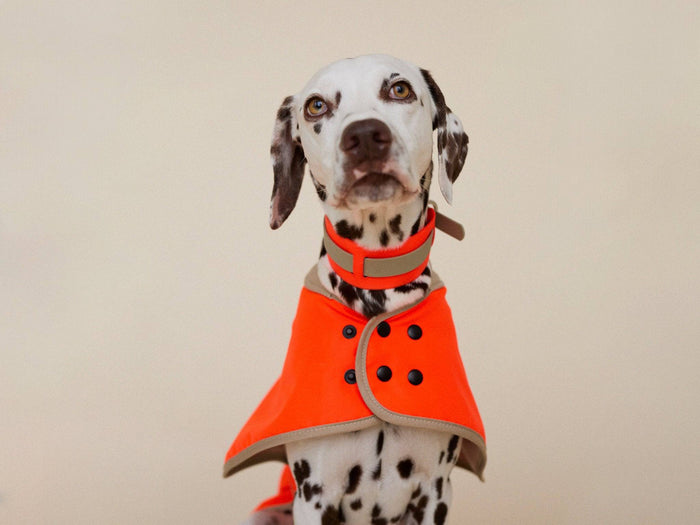 lumiies® Glow Raincoat Regular Fit in Neonorange – wasserdichter Hundemantel für viele Hunderassen, auch Windhunde, Dalmatiner und Vizsla