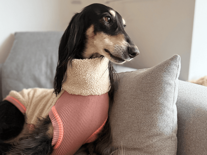 Hund trägt kuscheligen Sherpa-Overall Tail-Free in Royal Rosewood von lumiies, warmer Hundepullover