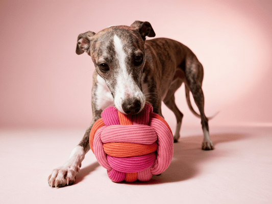 Schnüffelball für Hunde fördert Spieltrieb und Konzentration