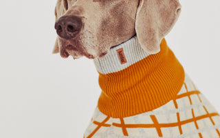 Warum Hundepullover? Die ideale Lösung für postoperative Pflege, Hunde mit geringer Unterwolle sowie für ältere und junge Hunde.