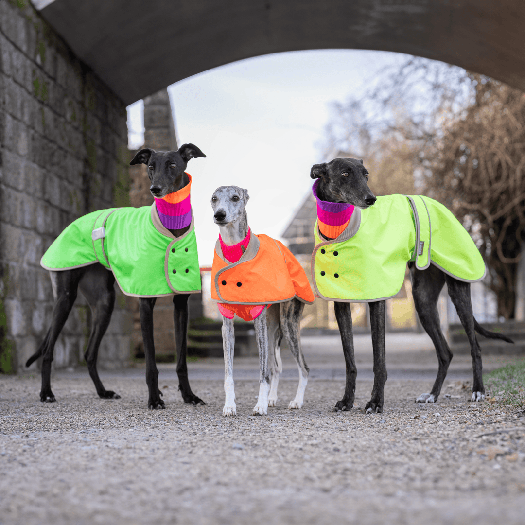 Alles für deinen Windhund: Bekleidung, Mäntel, Pullover & Loops