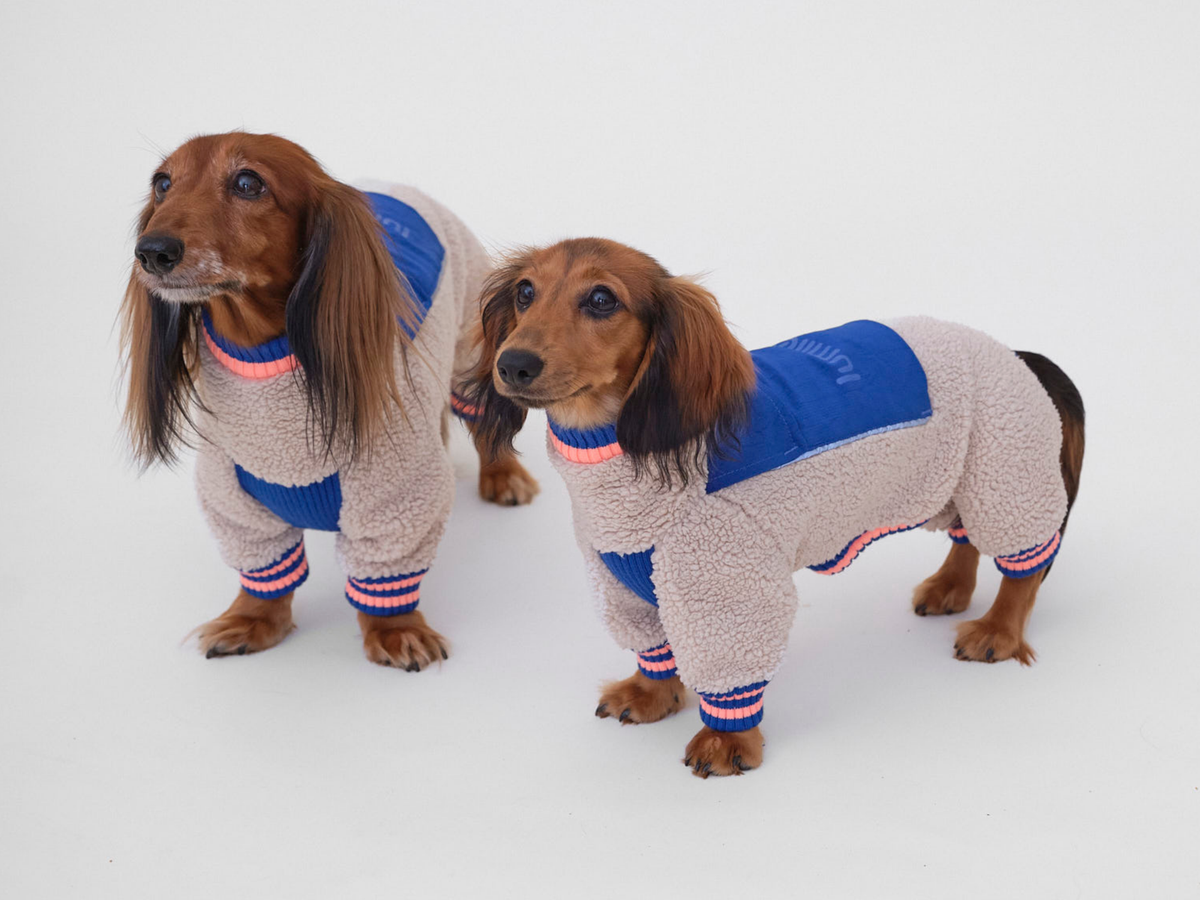 Zwei Langhaardackel im Sherpa-Hundeoverall THE SPORT RACER OVERALL in Royal Alpine von lumiies