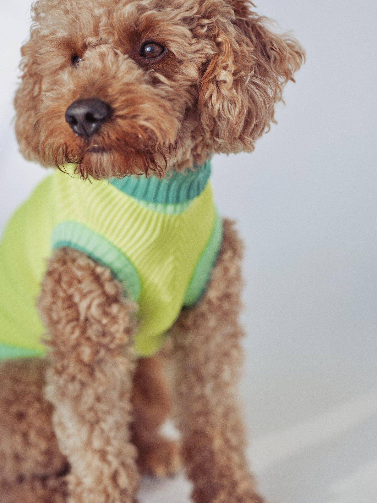 Hund mit sichtbarer Neon-Hundebekleidung bei Gassi-Runden - Sicherheit bei Dunkelheit, Regen und Stadtverkehr