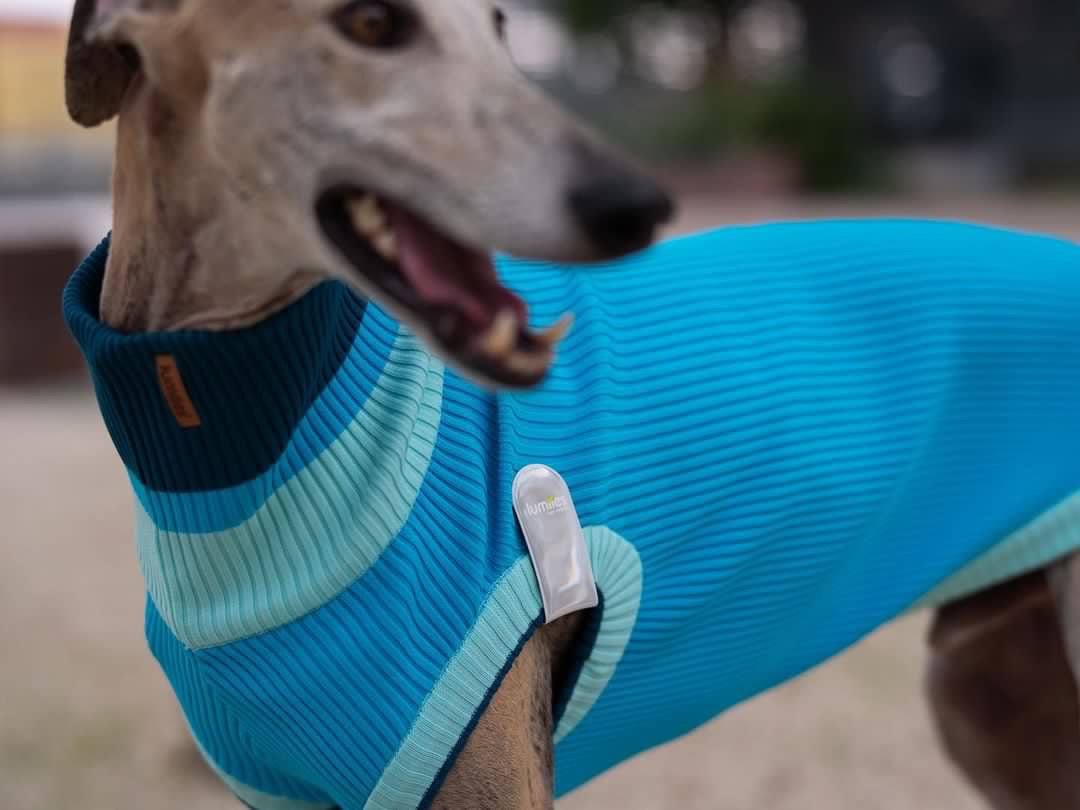 Safety and visibility on every walk with lumiies® Magnetic Glow Tag