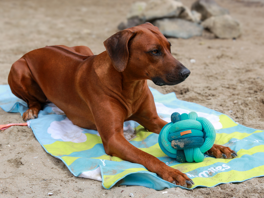 Sniffing as an activity for dogs: why it matters so much