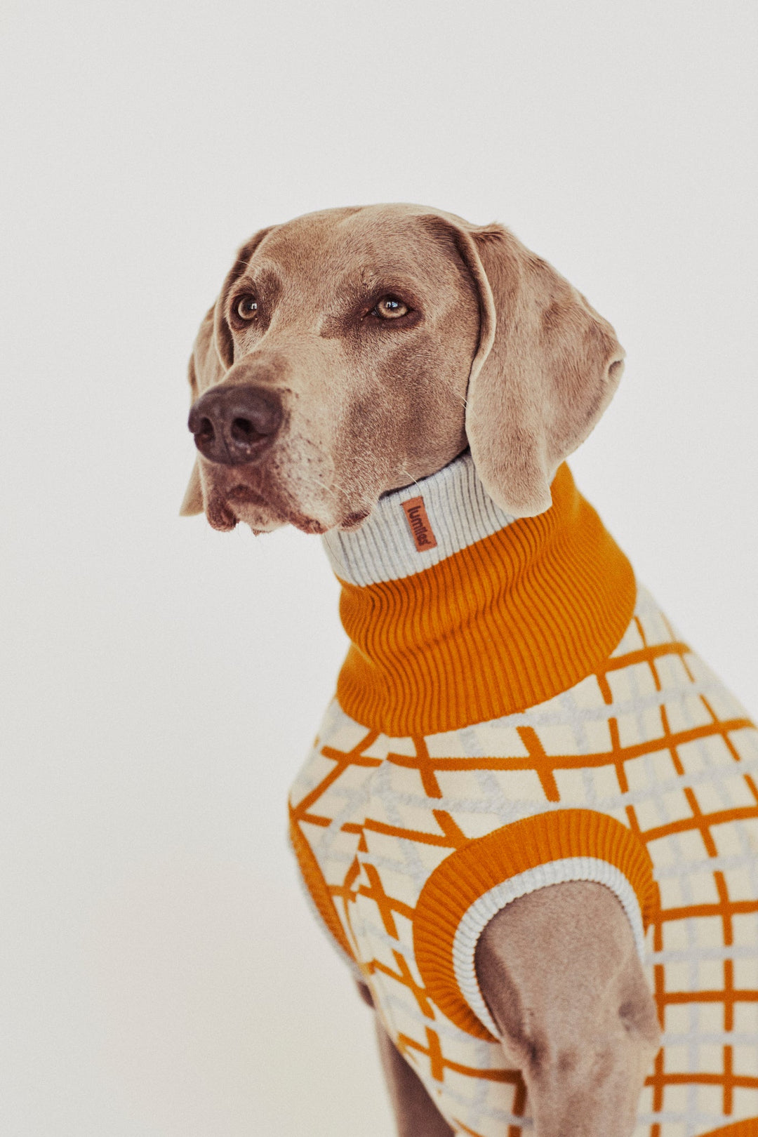 Why dog sweaters? The ideal solution for post-operative care, dogs with a small undercoat and for older and young dogs.