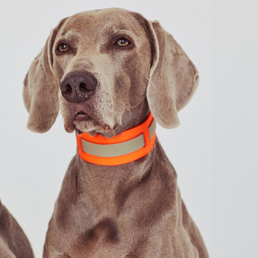 Hundehalsbänder und Leinen von lumiies®: Materialien, Auswahl und Pflege