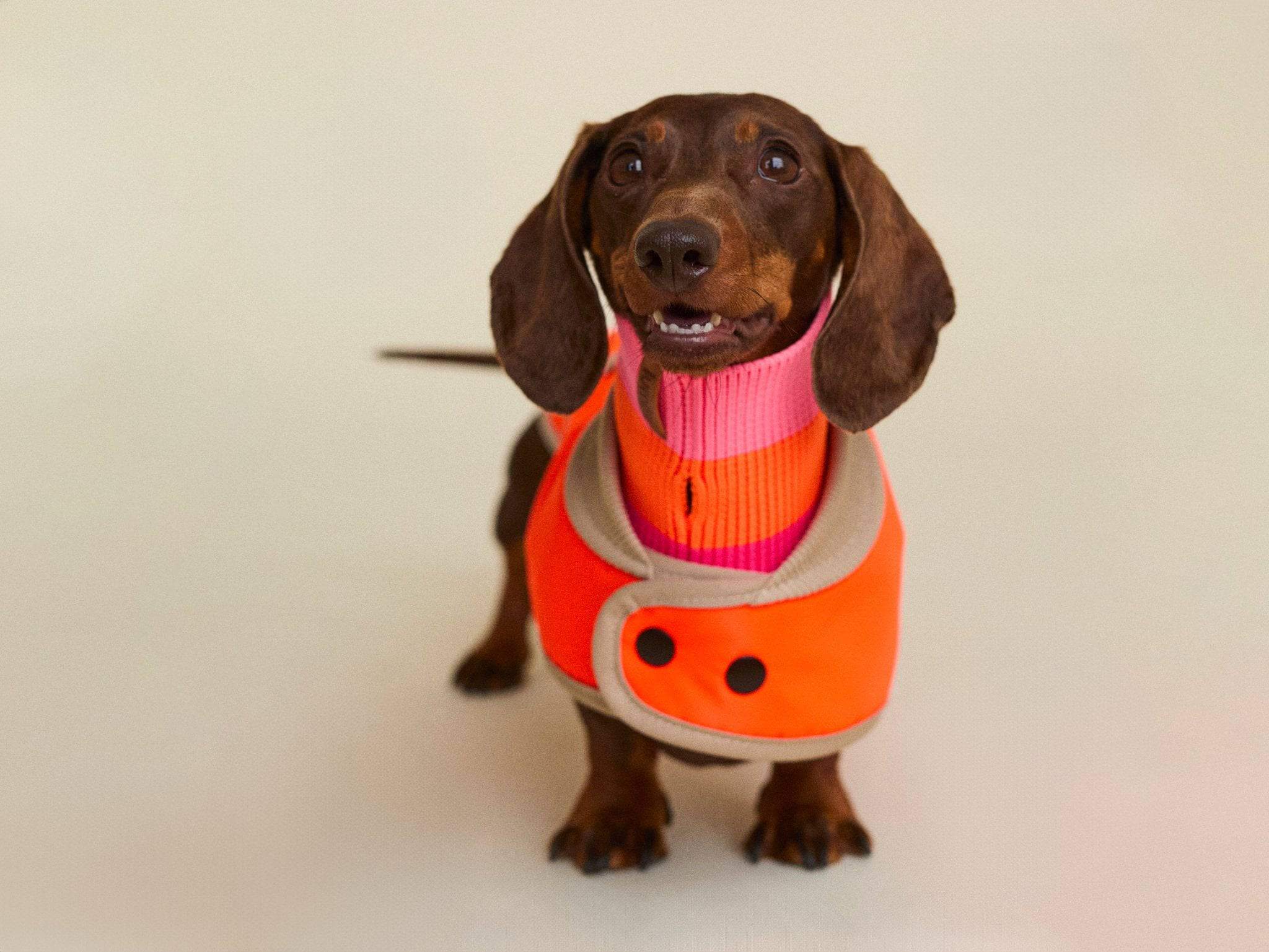 Dackel trägt neonorangen Hunderegenmantel Mini-Fit von lumiies, Hundebekleidung in Signalfarben