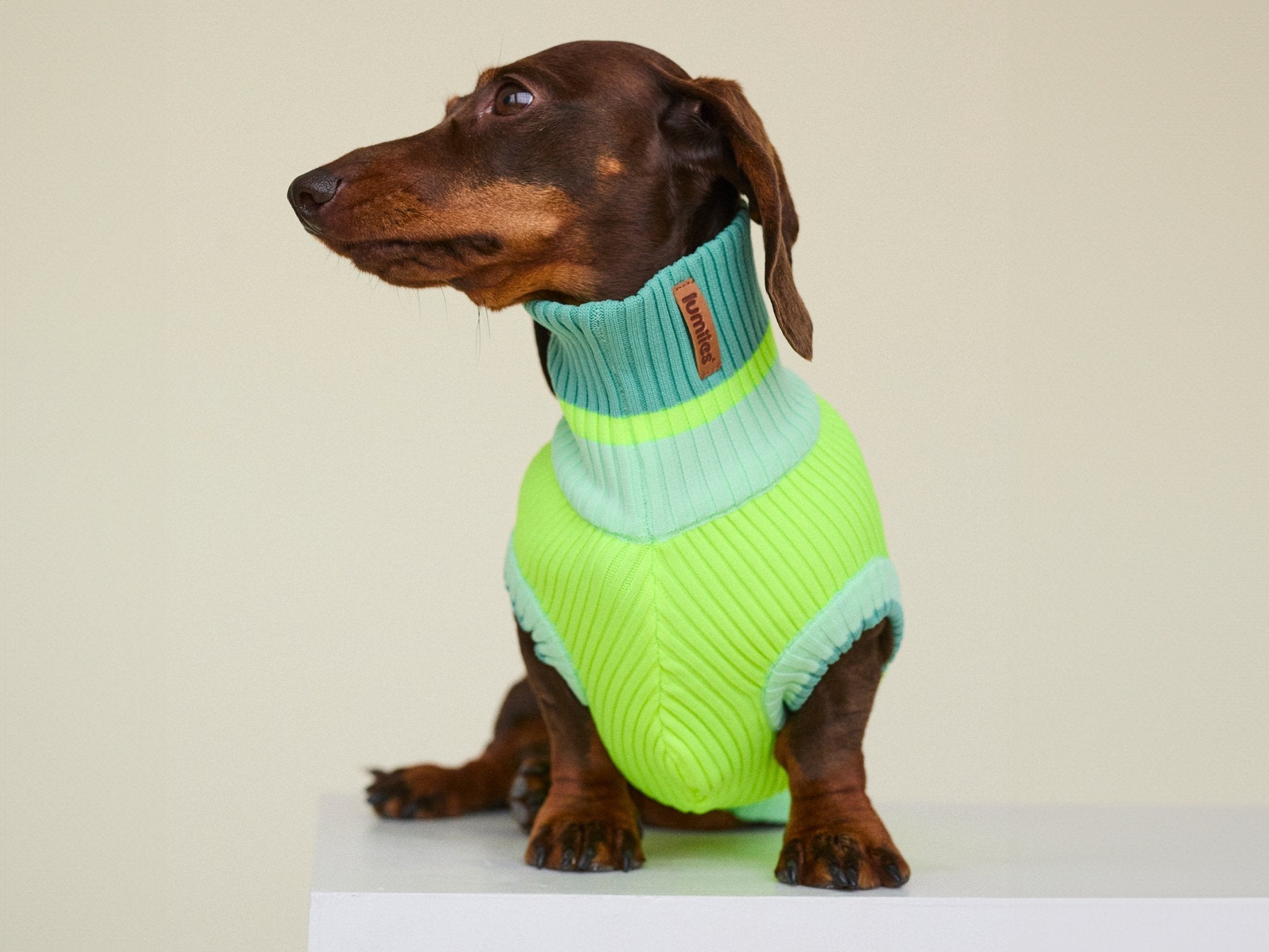 Dackel Bekleidung von lumiies® – Hundemäntel & Hundepullover für Dackel, warm, wasserdicht & passgenau