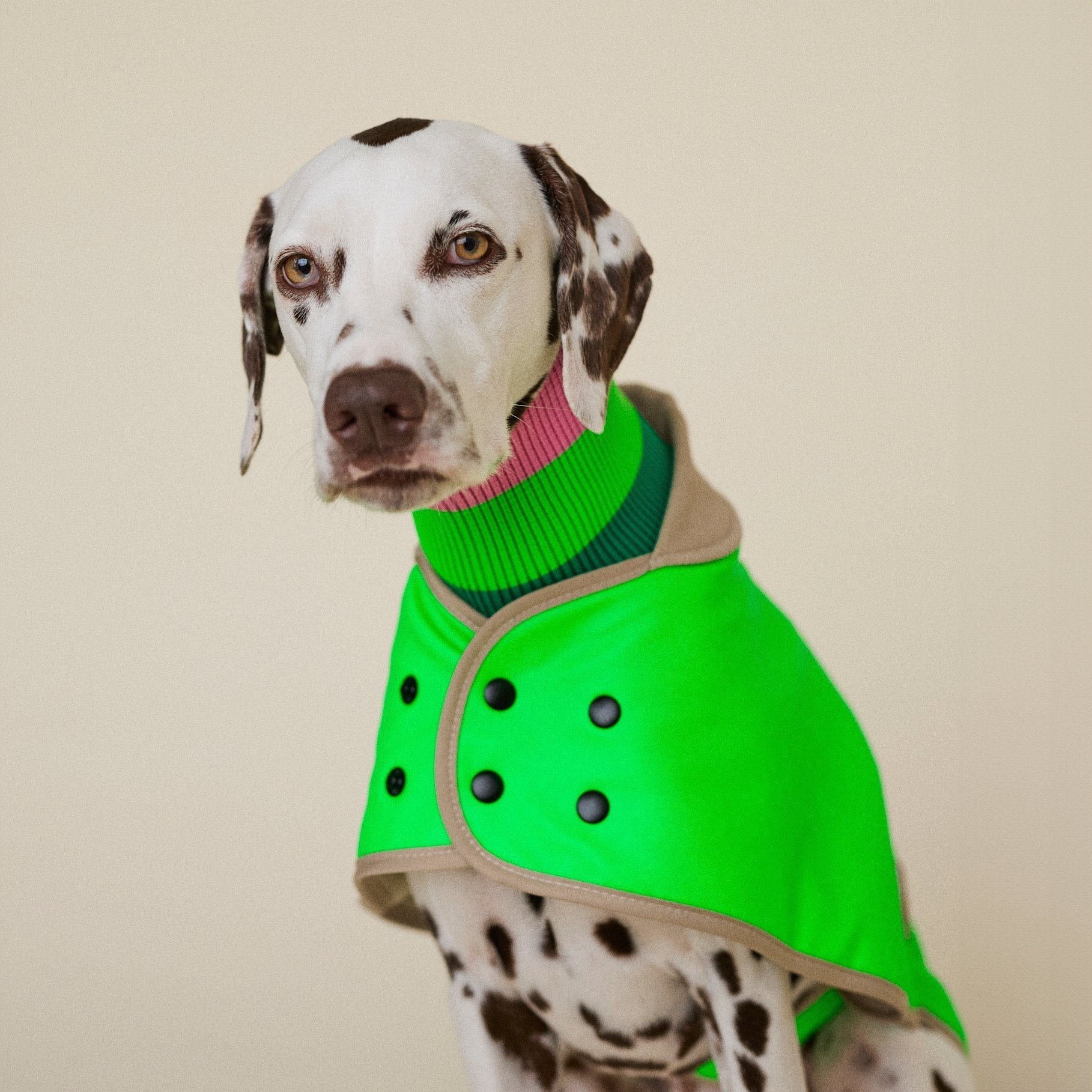 Neon Hundemäntel – Regen- & Wintermäntel | lumiies®, für kleine und große Hunderassen, perfekt für Dackel, Pudel und Windhund