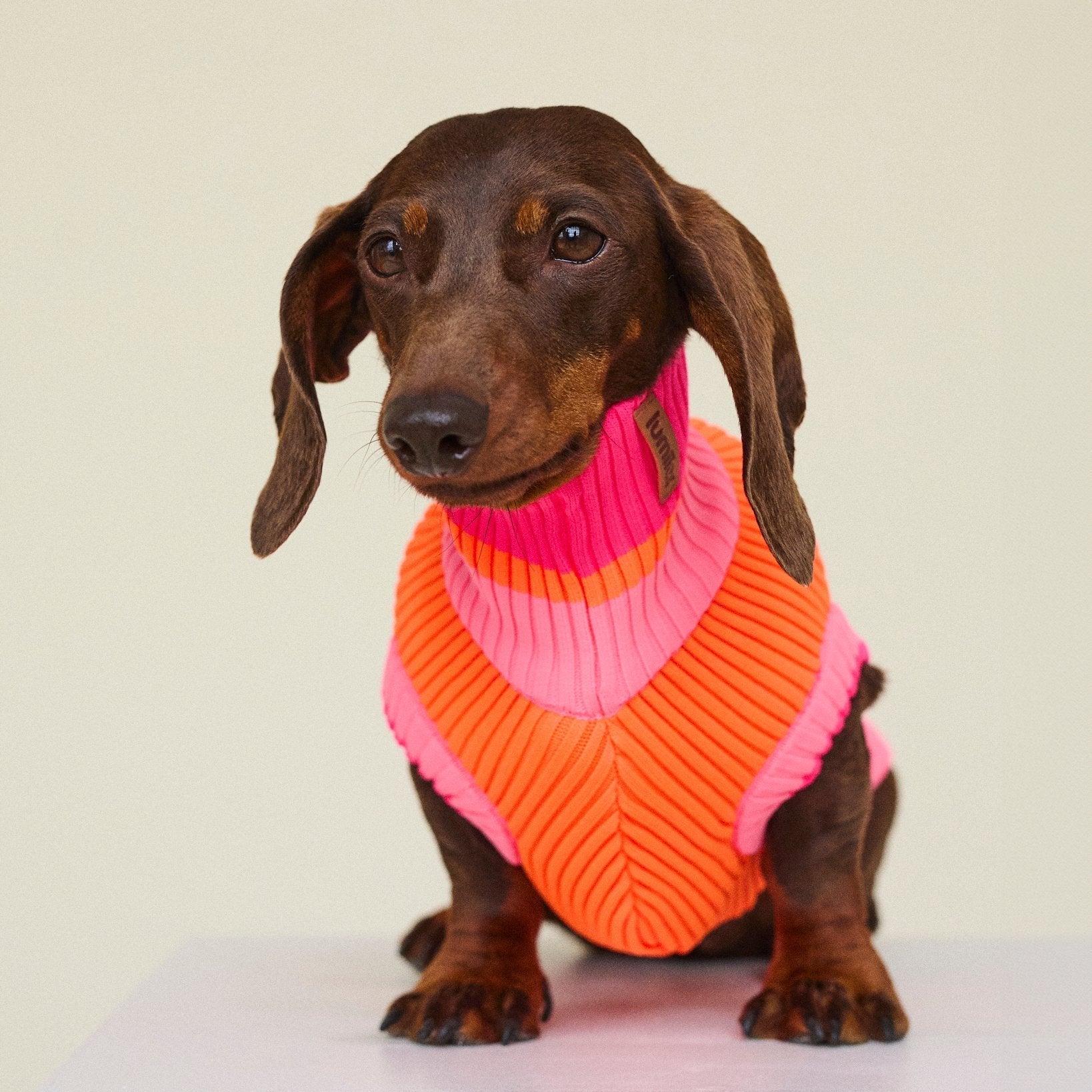 Glow Jumper – Neon Hundepullover für Dackel & Hunde | lumiies®, Designer Pullover für Dackel - mehrfach ausgezeichnet