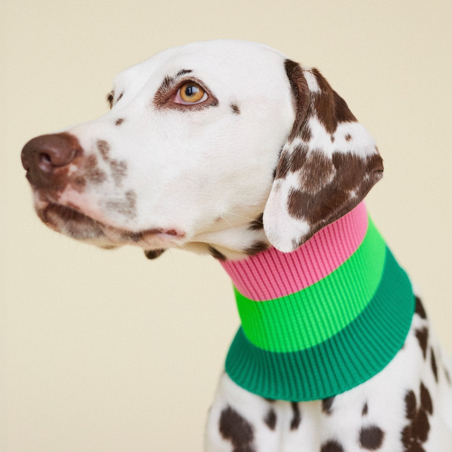 Neon Hundeschal in knalligen Trendfarben für maximale Sichtbarkeit für kleine und große Hunderassen, kuschelig warm.