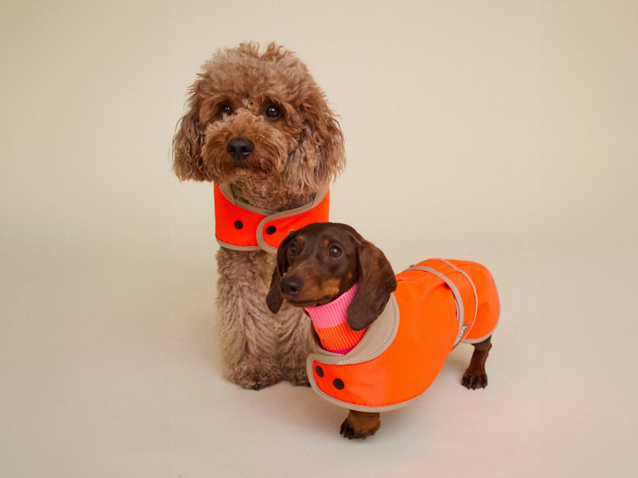 Kleiner Hund mit lumiies® Glow Raincoat Mini Fit in Neonorange – wasserdichter Hundemantel für Welpen, Dackel und kleine Hunderassen