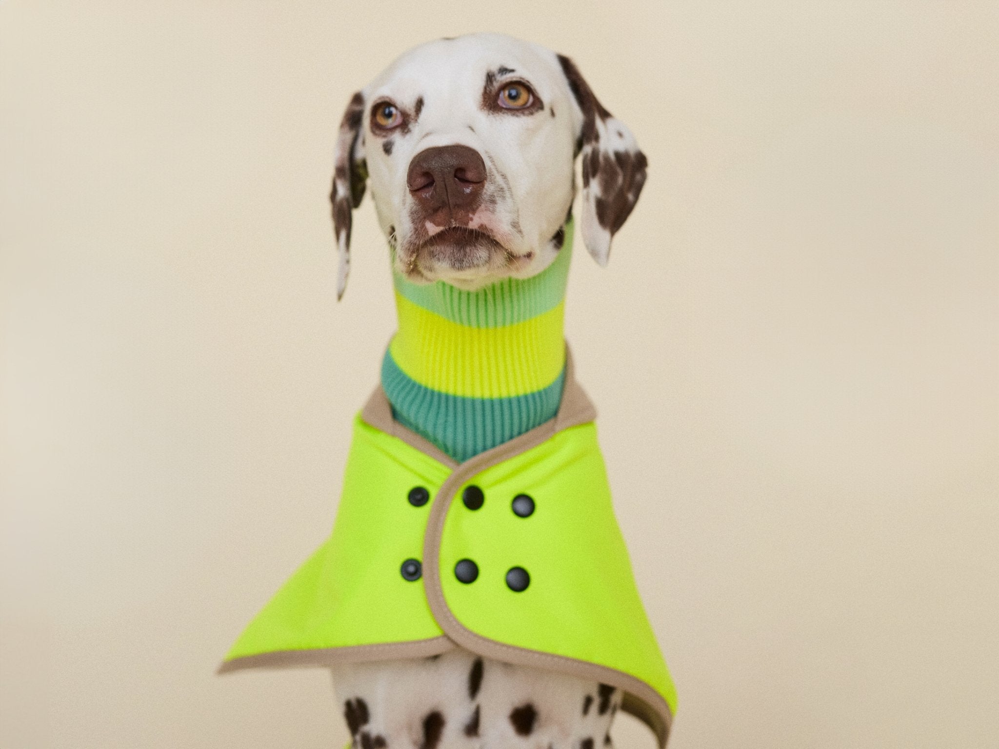 Wasserdichter Neon Hunderegenmantel Regular Fit an sportlichem Hund – warm gefüttert und hoch sichtbar