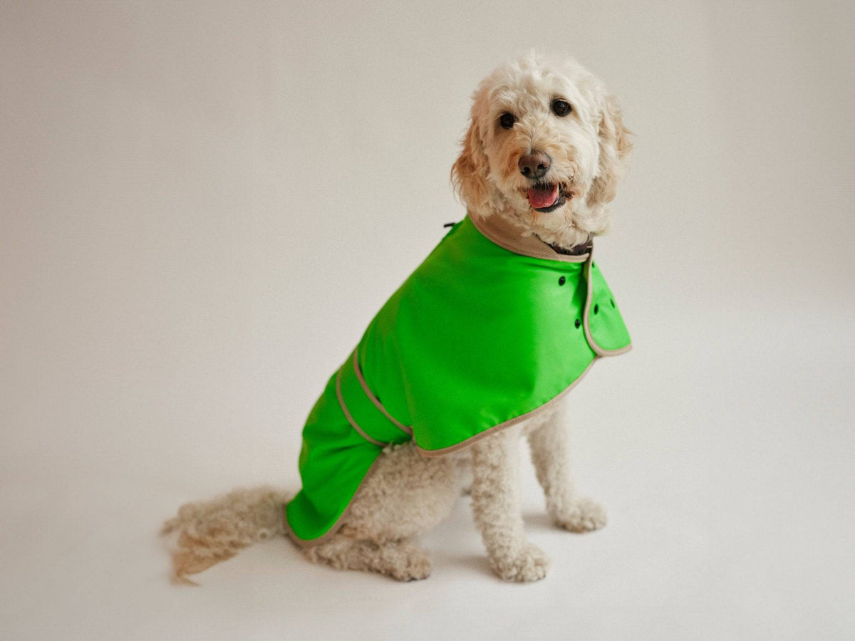 Heller Hund trägt neongrünen wasserdichten Hunderegenmantel von lumiies, Hundebekleidung in Signalfarben