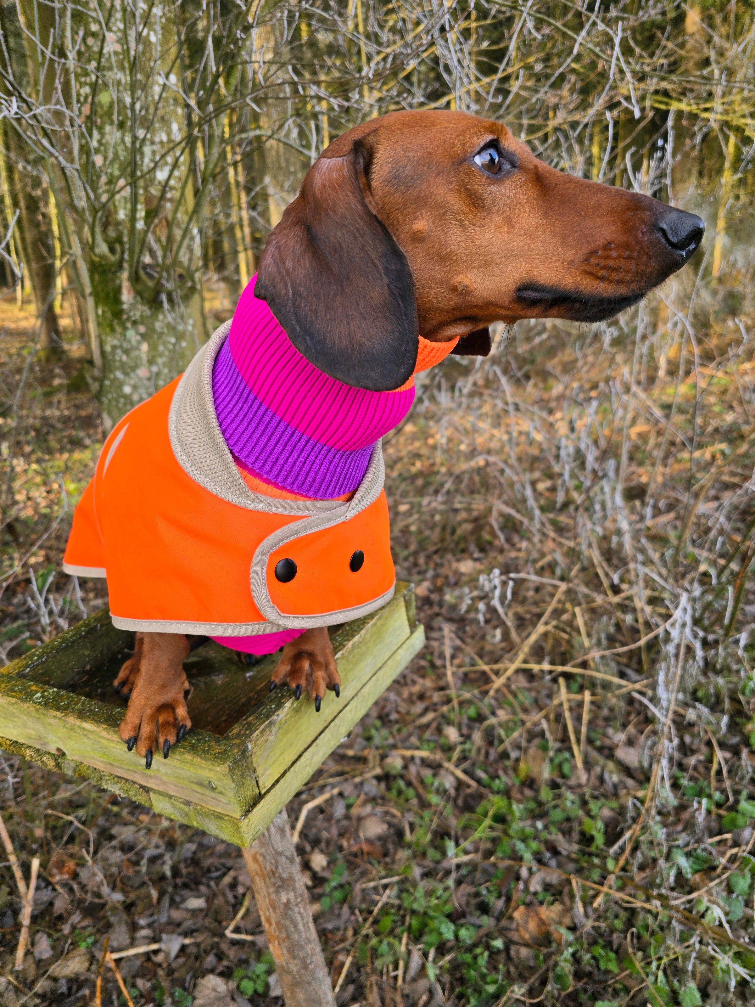 wasserdichter Regenmantel in neonorange für Dackel - Strickpullover in pink orange - wärmend und hochelastisch