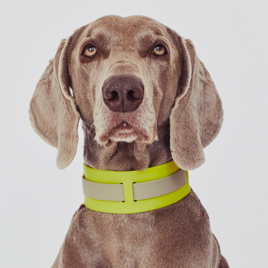 THE CITY COLLAR (outdoor) - Neon Hundehalsband wasserdicht