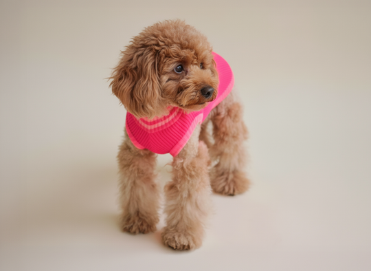 THE GLOW JUMPER 2.0 (Pink Parade)