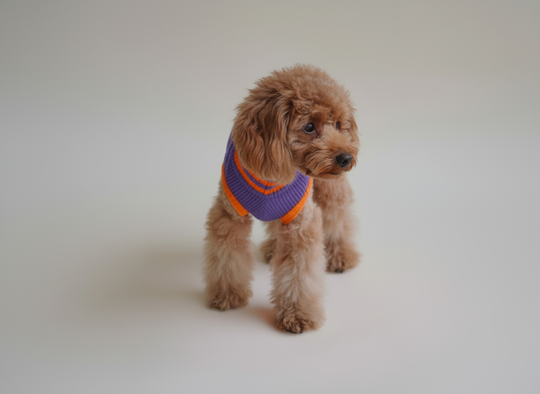 THE GLOW JUMPER 2.0 (Poppy Lavender)