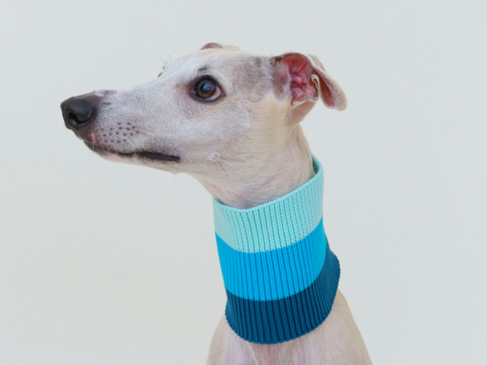 Neon Hundeschal in Hellblau mit Türkis und Blau am Whippet, trägt Größe 2