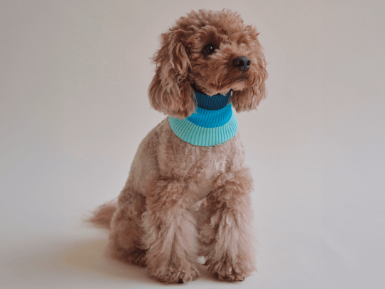 Hund, Toy Pudel, Zwergpudel, trägt gestrickten Glow Loop Hundeschal in Neon Blau, dunkelblau und hellblau – elastisch, wärmend, für bessere Sichtbarkeit