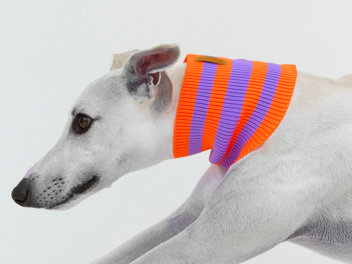 Neon Hundeschal in Orange mit Lila am Whippet, trägt Größe 2