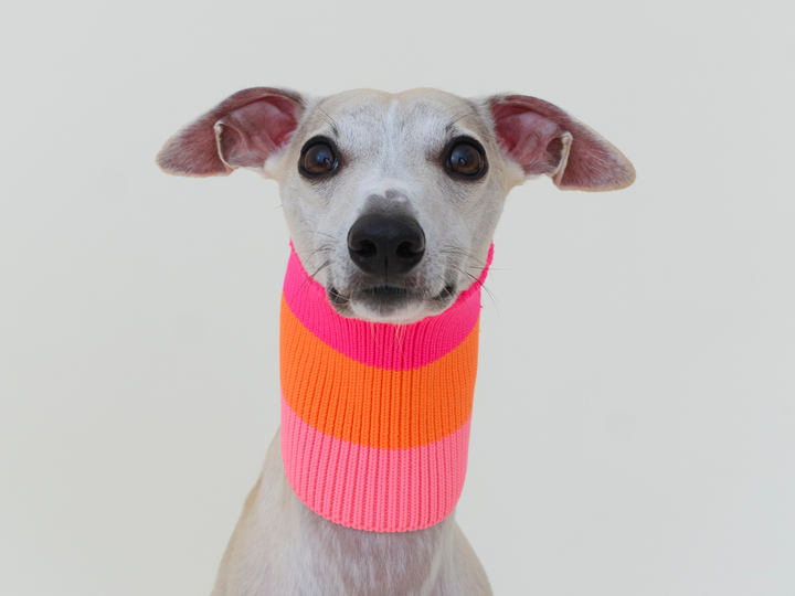 Neon Hundeschal in Orange mit Pink am Whippet, trägt Größe 2