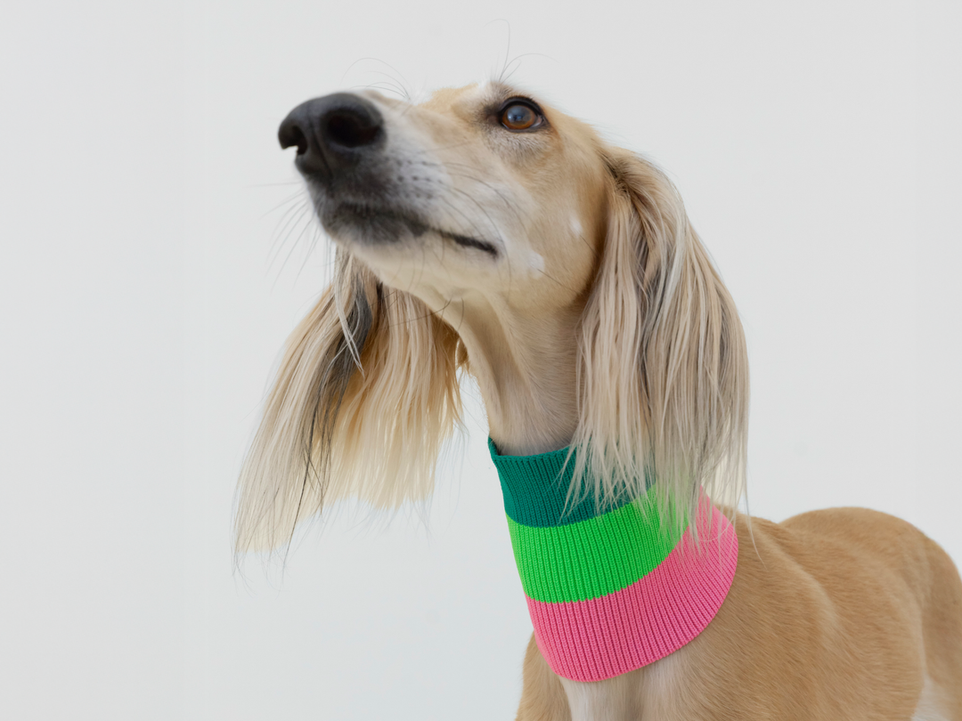 gestrickter Hundeschall in Neonfarben - pink, grün und dunkelgrün, saluki mit 23kg trägt Größe 3 - Glow Loop lumiies 