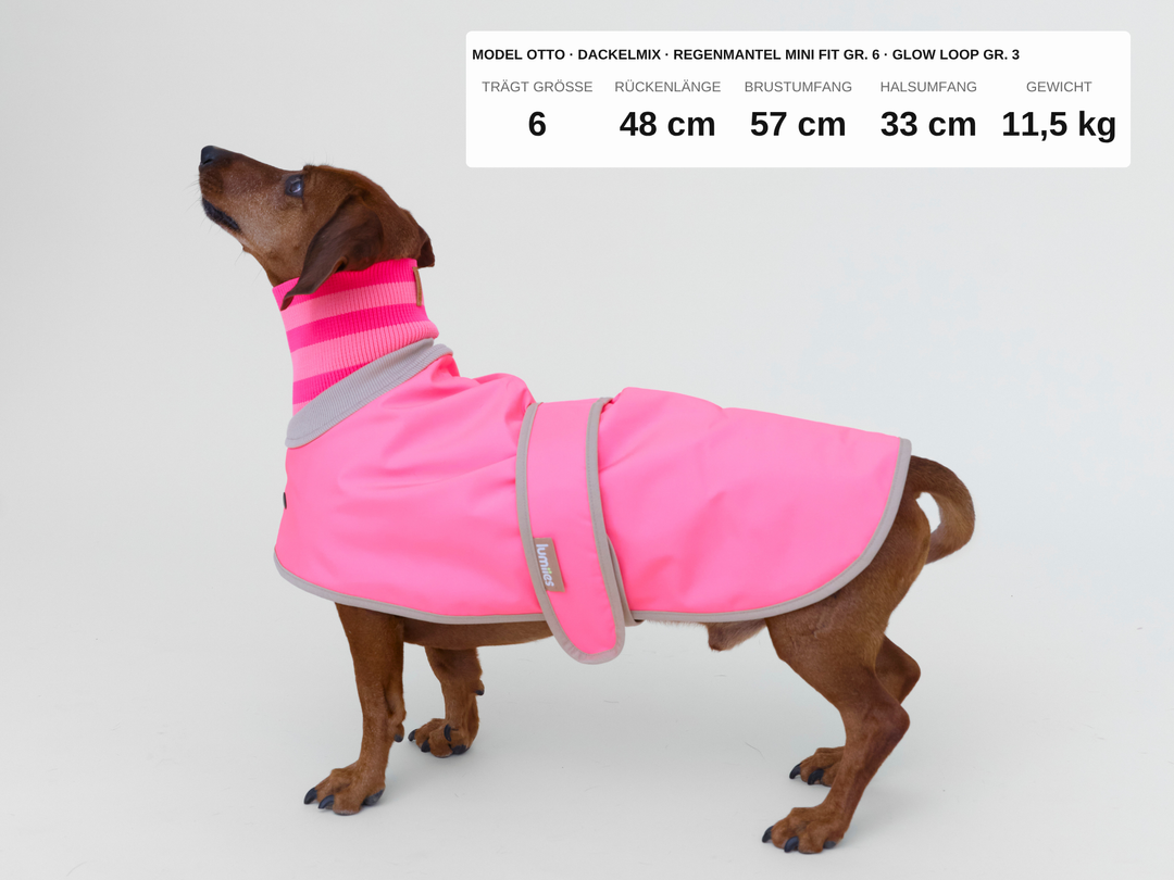 Dackelmix Otto im Regenmantel für Dackel und kleine Hunde in Neonpink, 11,5 kg, Rückenlänge 48 cm, trägt Größe 6