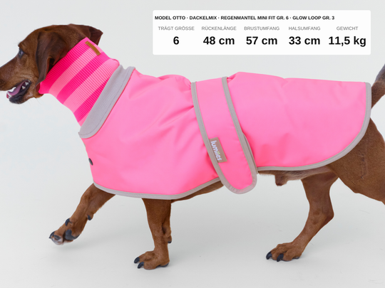Dackelmix Otto im Regenmantel für Dackel und kleine Hunde in Neonpink mit Neon-Hundeschal in Pink, 11,5 kg, Rückenlänge 48 cm, trägt Größe 6
