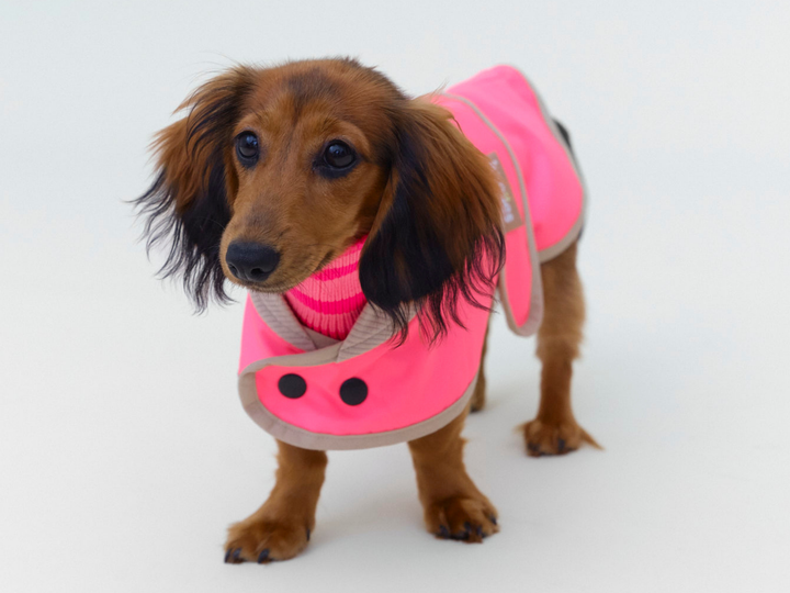 Langhaardackel Ipela im Regenmantel für Dackel und kleine Hunde in Neonpink, Frontalansicht mit Druckknöpfen