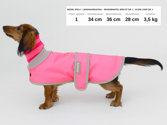 Langhaardackel Ipela im Regenmantel für Dackel und kleine Hunde in Neonpink, 3,5 kg, Rückenlänge 34 cm, trägt Größe 1