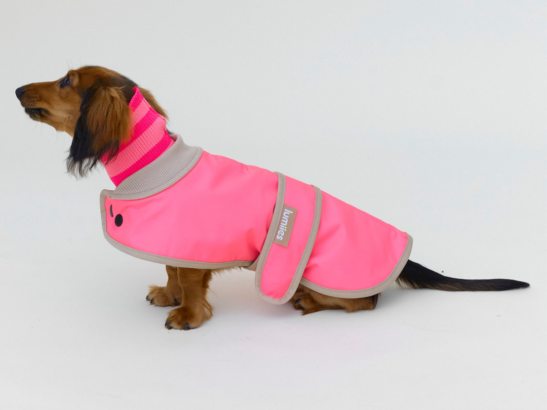 Langhaardackel Ipela sitzt im Regenmantel für Dackel und kleine Hunde in Neonpink mit Neon-Hundeschal in Pink