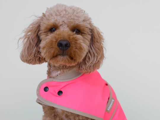 Zwergpudel Peppi im Regenmantel für Dackel und kleine Hunde in Neonpink, Porträt