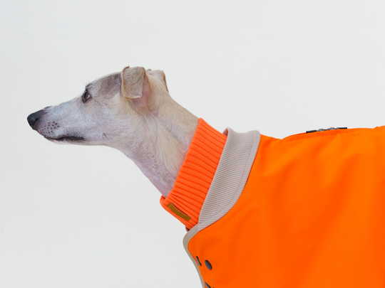 THE GLOW RAINCOAT regular-fit – Wasserdichter Hundemantel in Neonorange