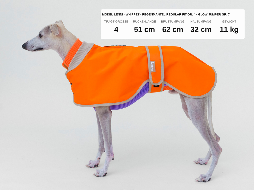 Whippet Lenni im Regenmantel für Hunde in Neonorange, 11 kg, Rückenlänge 51 cm, trägt Größe 4